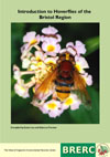 Introduction to Hoverflies of the Bristol Region guide (£5.00)